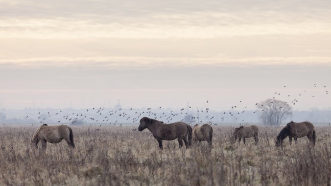 Konik Ponies at Wicken Fen National Nature Reserve, Cambridgeshire